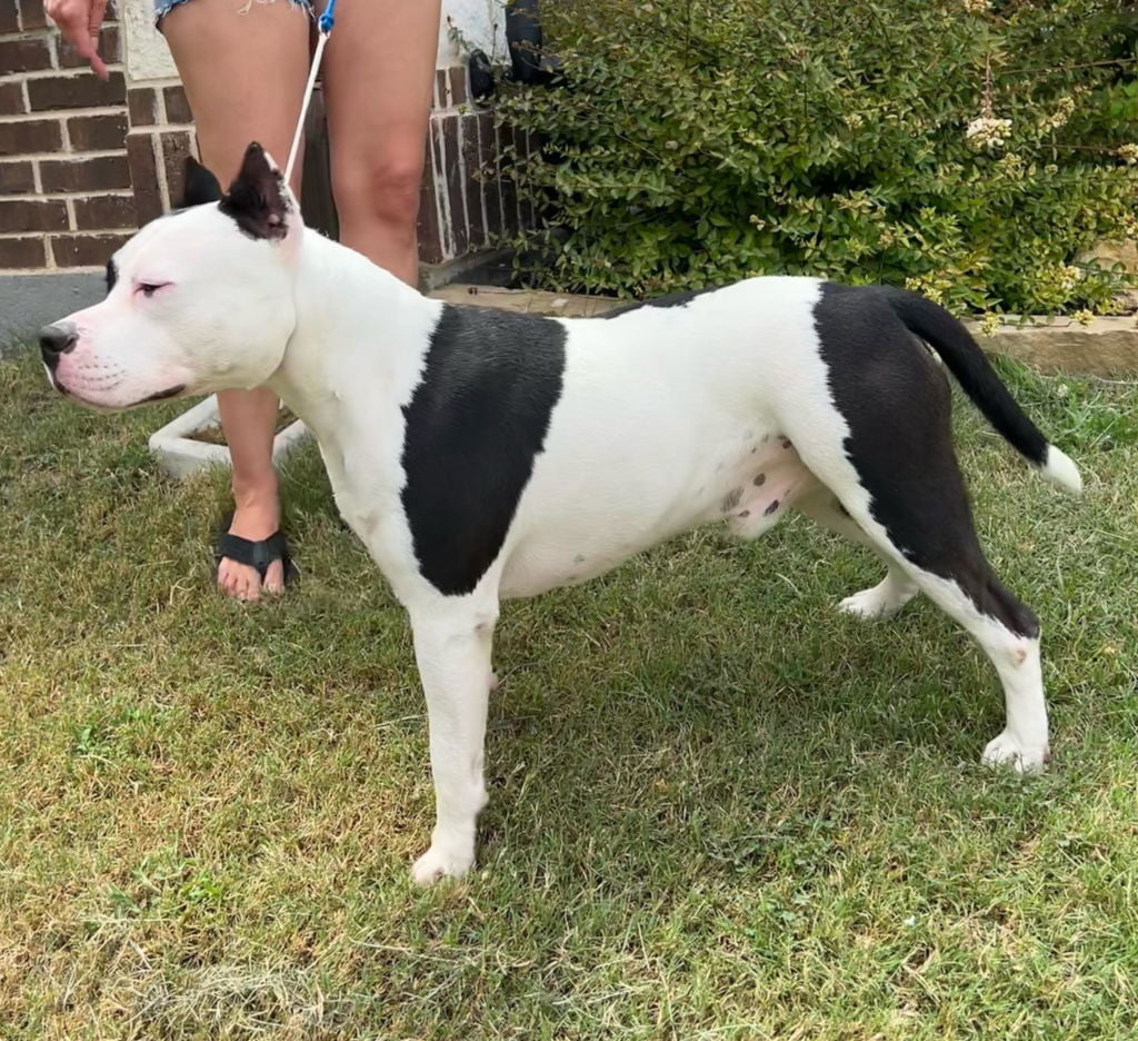 American-Staffordshire-Terrier-Breeder