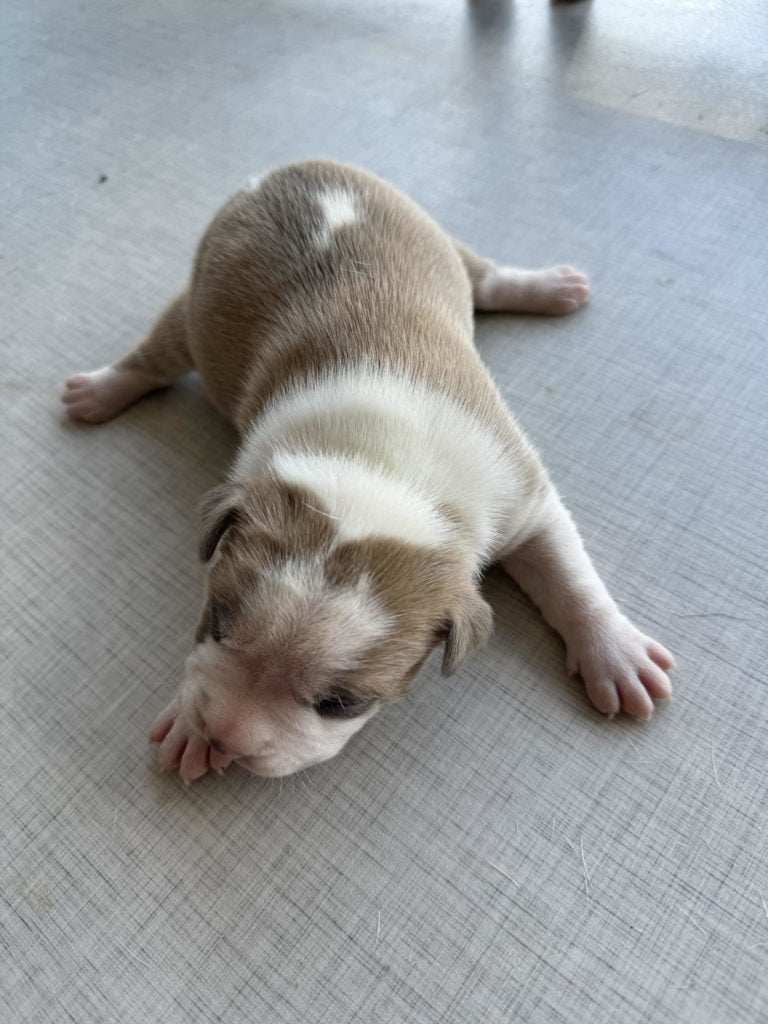 American Staffordshire Terrier Puppy