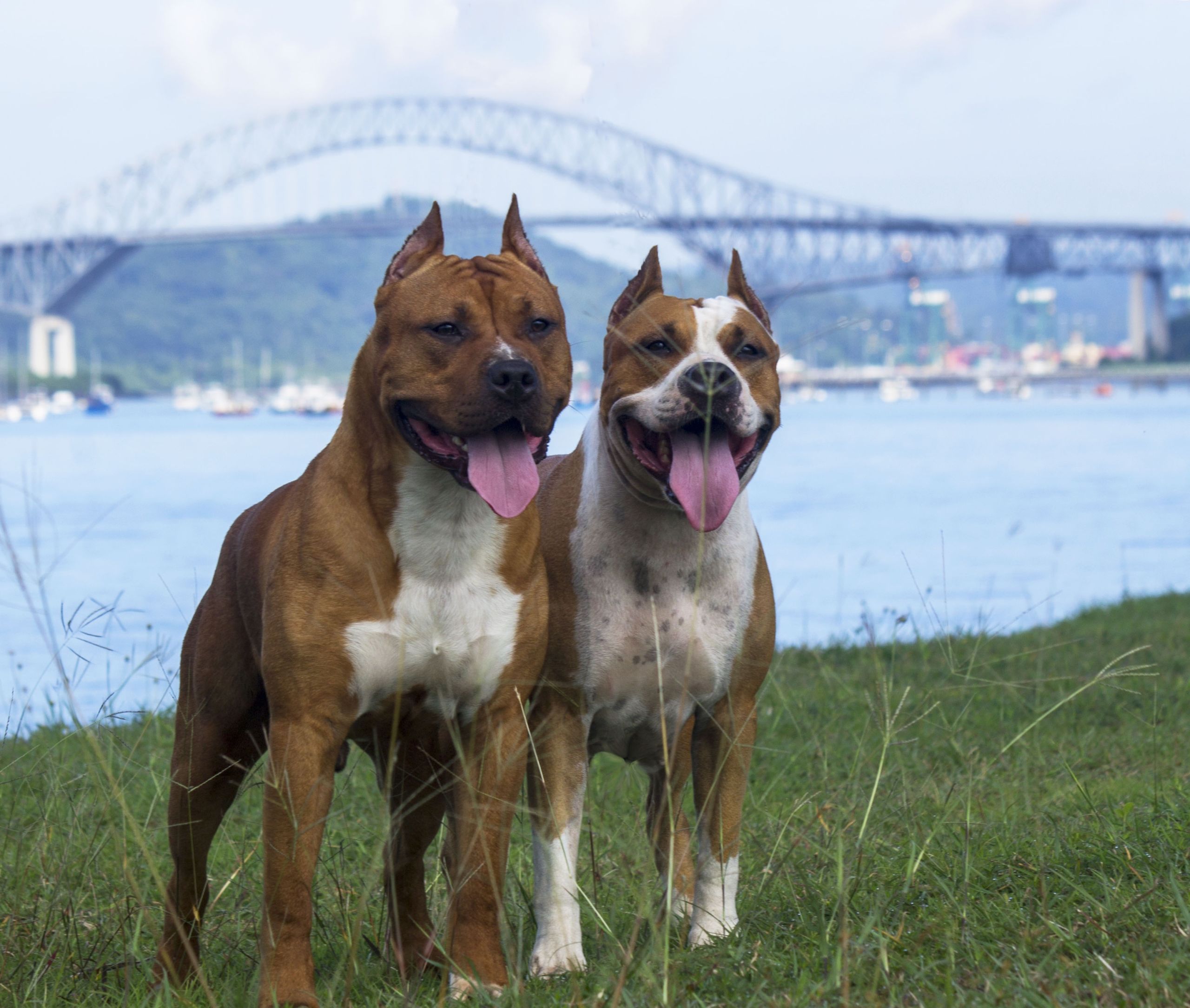 American Staffordshire Terrier vs Pitbull