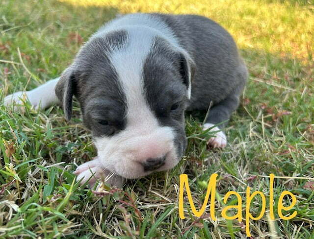 blue amstaff puppies