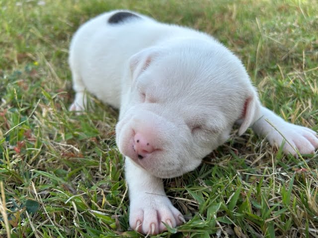 American Staffordshire Terrier Training