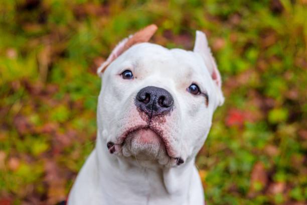 is an amiercan staffordshire terrier a good family dog?