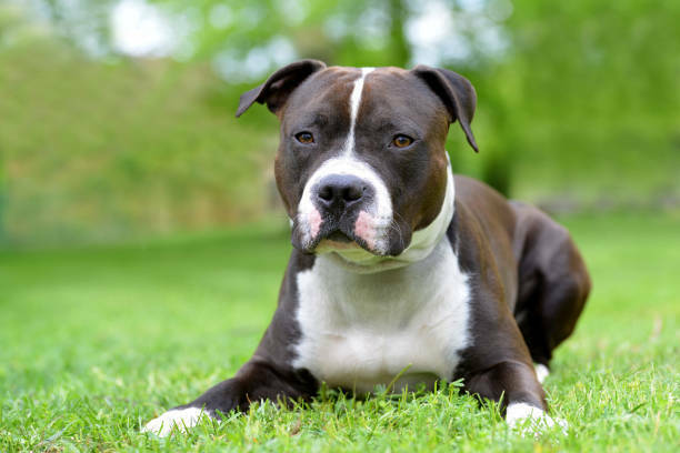 is an Amercan staffordshire terrier a good family dog?