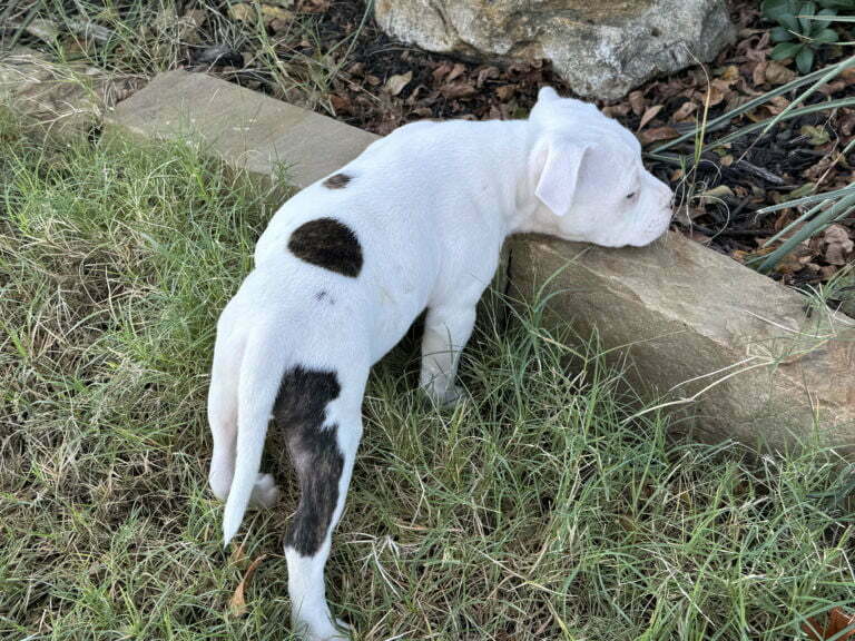 American Staffordshire Terrier Puppies for Sale