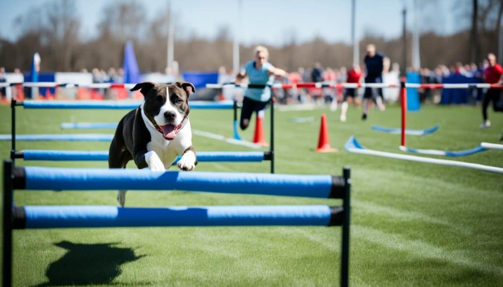 american staffordshire terrier training