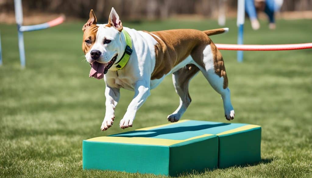 american staffordshire terrier training