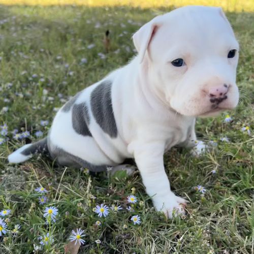 White-Patched-Female-American-Staffordshire-Terrier-Puppy-for-Sale